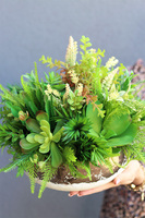 Rozkosz, kompozycja sukulenty w miedzianej misie