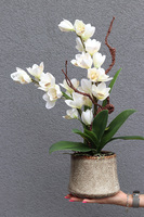 Deligeta, gumowy storczyk cymbydium w doniczce, wys.56cm