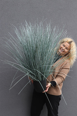 Wydmy, sztuczna trawa sina w donicy, wys.80cm