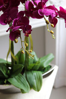 Laos Fuksja Tallia, sztuczny storczyk w lustrzanej donicy