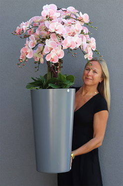 Pastelovy Róż Fiberglass, gumowy storczyk w szarej donicy, wys.123cm 