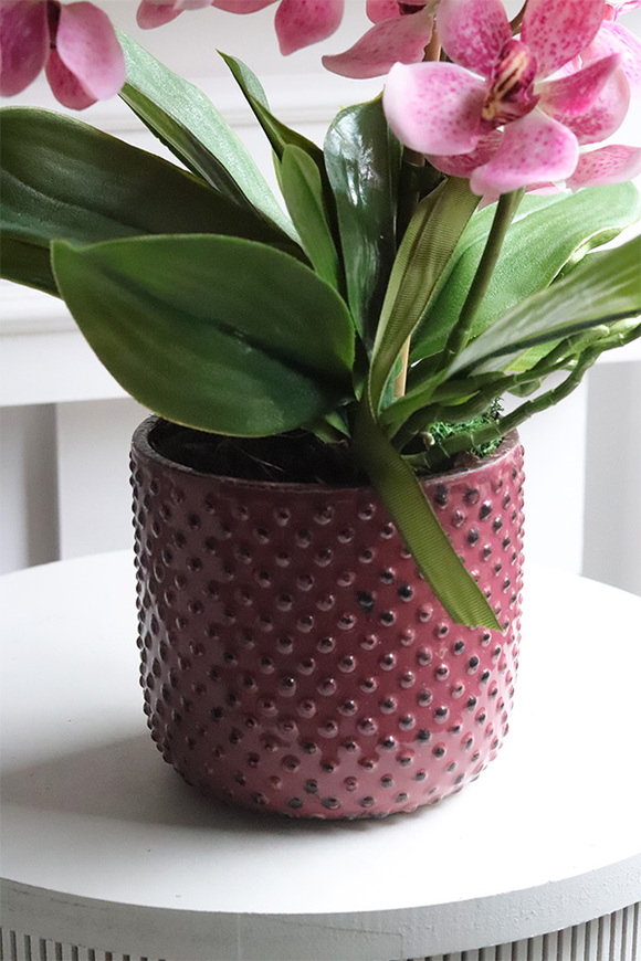 Selania Pink, różowy storczyk