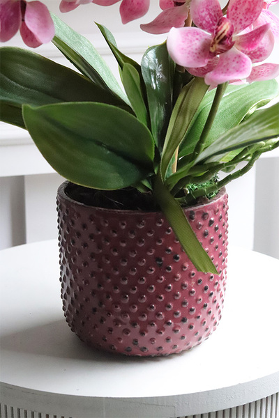 Selania Pink, różowy storczyk