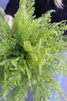 Tunilano 2, paproć w ozdobnej donicy etno