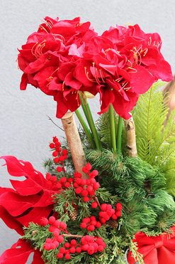 Amarylis Mediolan Red, świąteczna dekoracja podłogowa, wys.120cm