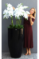 Fiberglass Black Grande Felice 2, ogromny storczyk w donicy