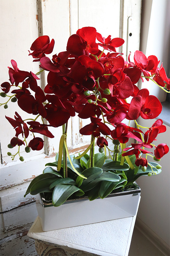 Reddanita, storczyk w biało-srebrnej donicy, wys.70cm 