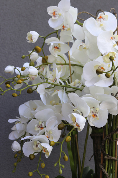 Premium Orchid, elegancki storczyk w wysokiej donicy