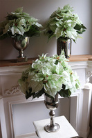 Gwiazda Betlejemska Pucharia, kompozycja świąteczna