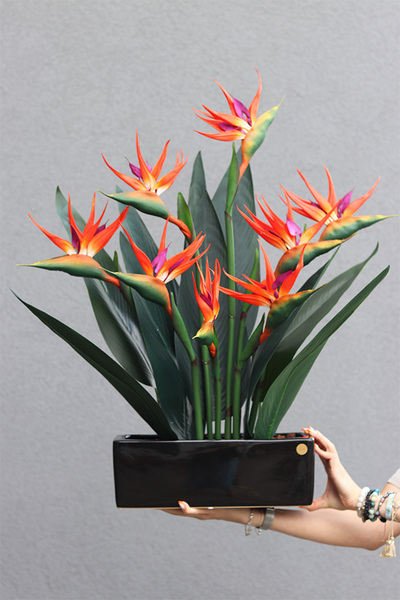 Strelicja Banerra Black, podłużna kompozycja w donicy