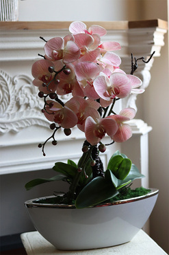 Laos Lukullus, różowy gumowy storczyk, wys.62cm