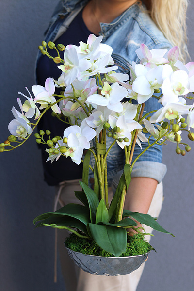 Greya Berlicot, elegancki storczyk w lustrzanej misie