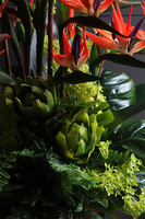 egzotyczna kompozycja, Strelicja Manhattan