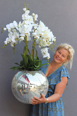 storczyk Explosion, Silver Ball, wys.105cm