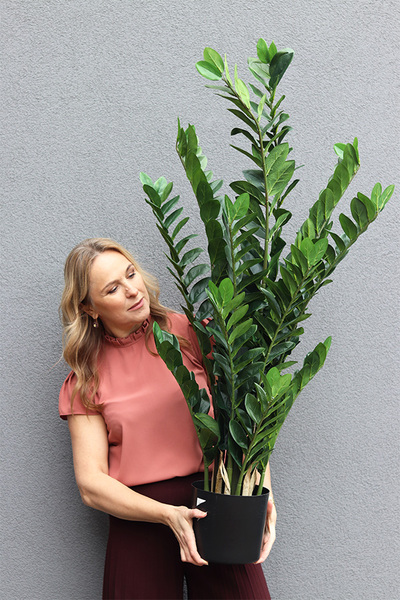 Zamiokulkas, wysokiej jakości sztuczna roślina