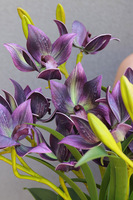  Goldenario Harlow 3, gumowy storczyk w złotej donicy