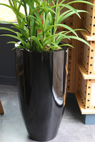 Ambasador Grande Fiberglass, duży storczyk w czarnej donicy