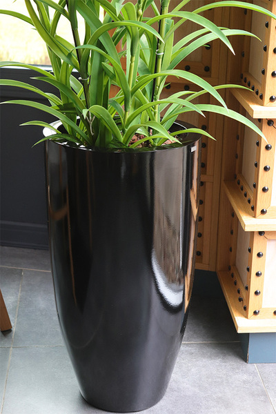 Ambasador Grande Fiberglass, duży storczyk w czarnej donicy