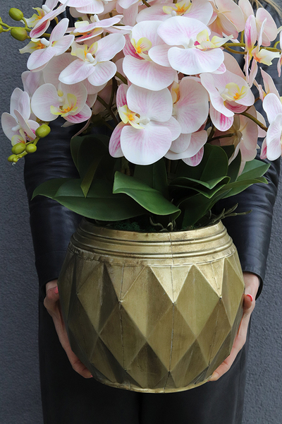 Goldi Pink, jasno pudrowy w złotej donicy, wys.65cm