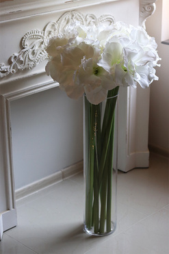 Amarylisy White, bukiet amarylisów w szklanym wazonie, wys.102cm