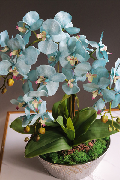 Blue Garden Simple, turkusowy storczyk w lustrzanej donicy