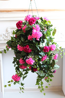 Pelargonia Pink, kwiaty w wiszącej donicy