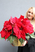 Gwiazda Betlejemska Goldimore B, wysokiej jakości sztuczna roślina, wym.40x45cm