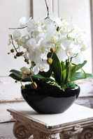 Blackino, storczyk w czarnej donicy, wys.50cm 