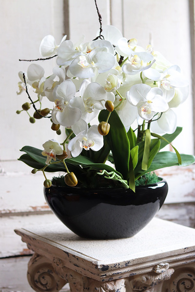 Blackino, storczyk w czarnej donicy, wys.50cm 