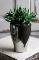 Gerda Aloes, sukulenty w srebrnej donicy, wym.27x24cm