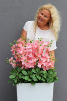 Pinke Mediolan, gumowy storczyk podłogowy w donicy