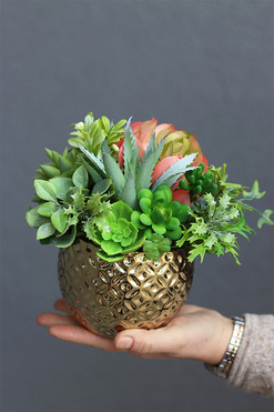 Gestree Goldisa, kompozycja z sukulentów, wys.19cm