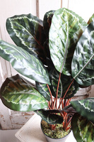 Kalatea, sztuczna roślina doniczkowa, wys.73cm 