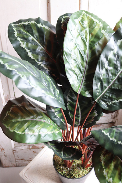 Kalatea, sztuczna roślina doniczkowa, wys.73cm 