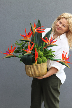 Strelicja Goldite, kompozycja ze strelicją w złotej donicy, wys.64cm