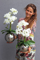 Silveia Big, sztuczny storczyk w lustrzanej donicy