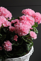 Pink Basket, sztuczne pelargonie w koszu