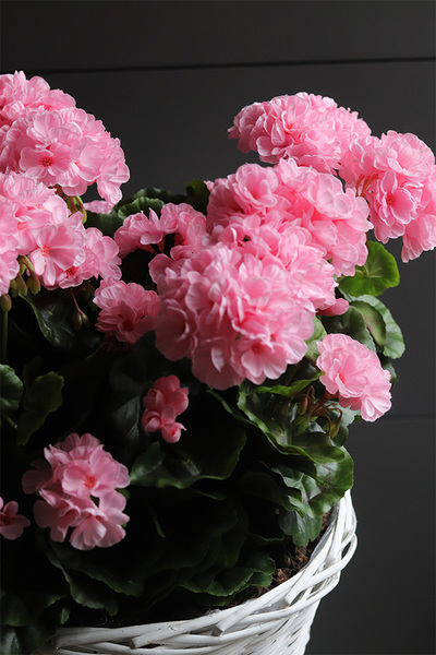 Pink Basket, sztuczne pelargonie w koszu
