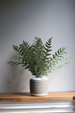 Paproć Greeno, roślina doniczkowa w osłonce, wys.44cm