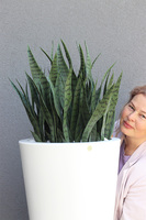 Sansewieria Della Deluxe, roślina sztuczna w donicy