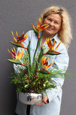 Strelicja Silver Pompadour, kompozycja w srebrnej donicy, wys.64cm