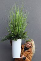 Grassa, kompozycja z traw w donicy