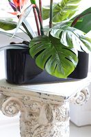 Strelicja Królewska Modern, kompozycja w czarnej donicy