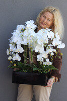 Banerra Black Nova, biały storczyk w prostokątnej donicy