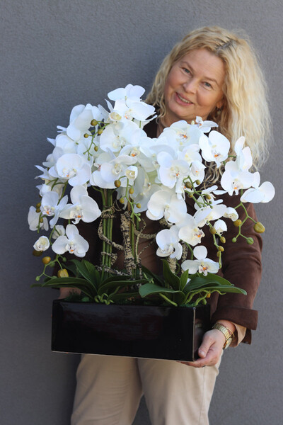 Banerra Black Nova, biały storczyk w prostokątnej donicy