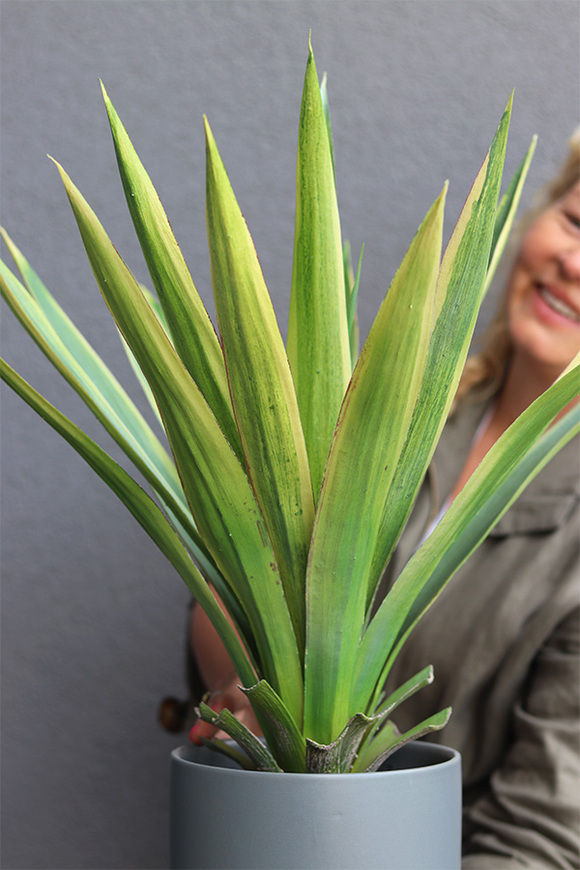 George, sztuczna roślina w doniczce