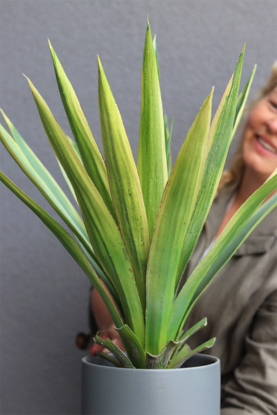 George, sztuczna roślina w doniczce