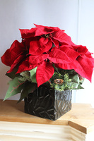 Gwiazda Betlejemska Black Modern, wysokiej jakości sztuczna roślina