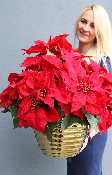 Gwiazda Betlejemska Goldimore A, wysokiej jakości sztuczna roślina, wym.60x51cm 