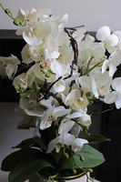 Kerena, biały sztuczny storczyk